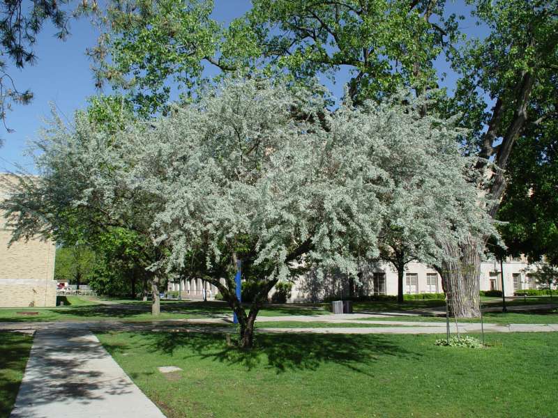 elaeagnus angustifolia 312