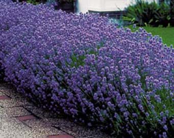 http://www.nrkerteszet.hu/pictures/novenyek/lavandula_angustifolia_dwarf_blue.jpg