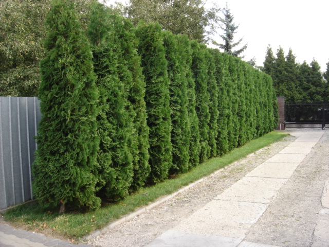 thuja_occidentalis_columna.jpg